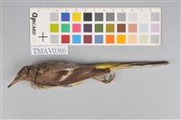 藏品(灰鶺鴒)的圖片